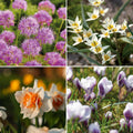 Sipulisekoitus kerrosistutukseen 'Linen Cupboard'