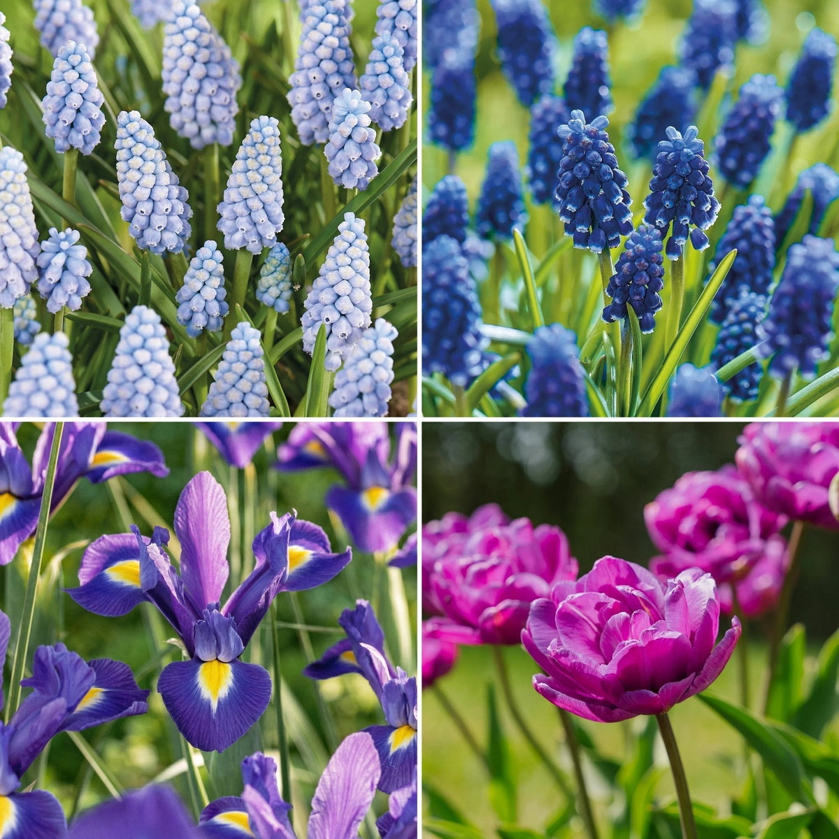 Sipulisekoitus kerrosistutukseen 'Midnight Blue'