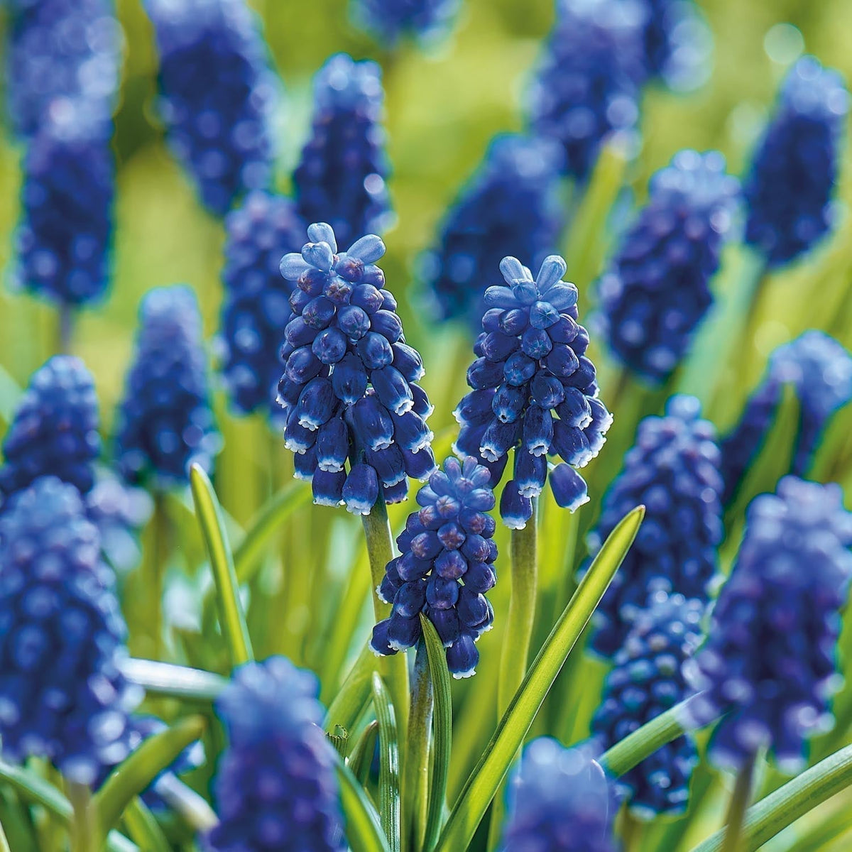 Sipulisekoitus kerrosistutukseen 'Midnight Blue'