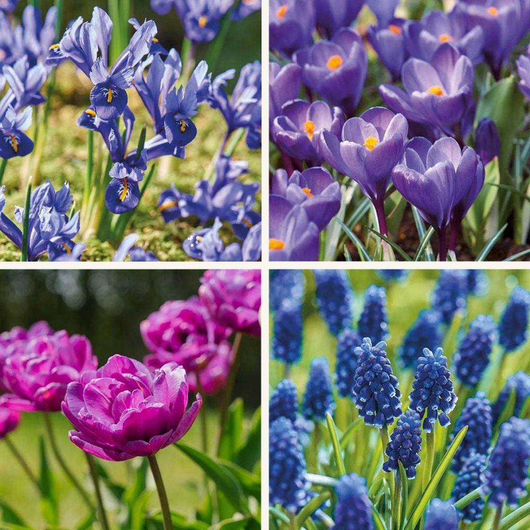 Sipulisekoitus kerrosistutukseen 'Midnight Blue'