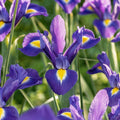 Sipulisekoitus kerrosistutukseen 'Midnight Blue'