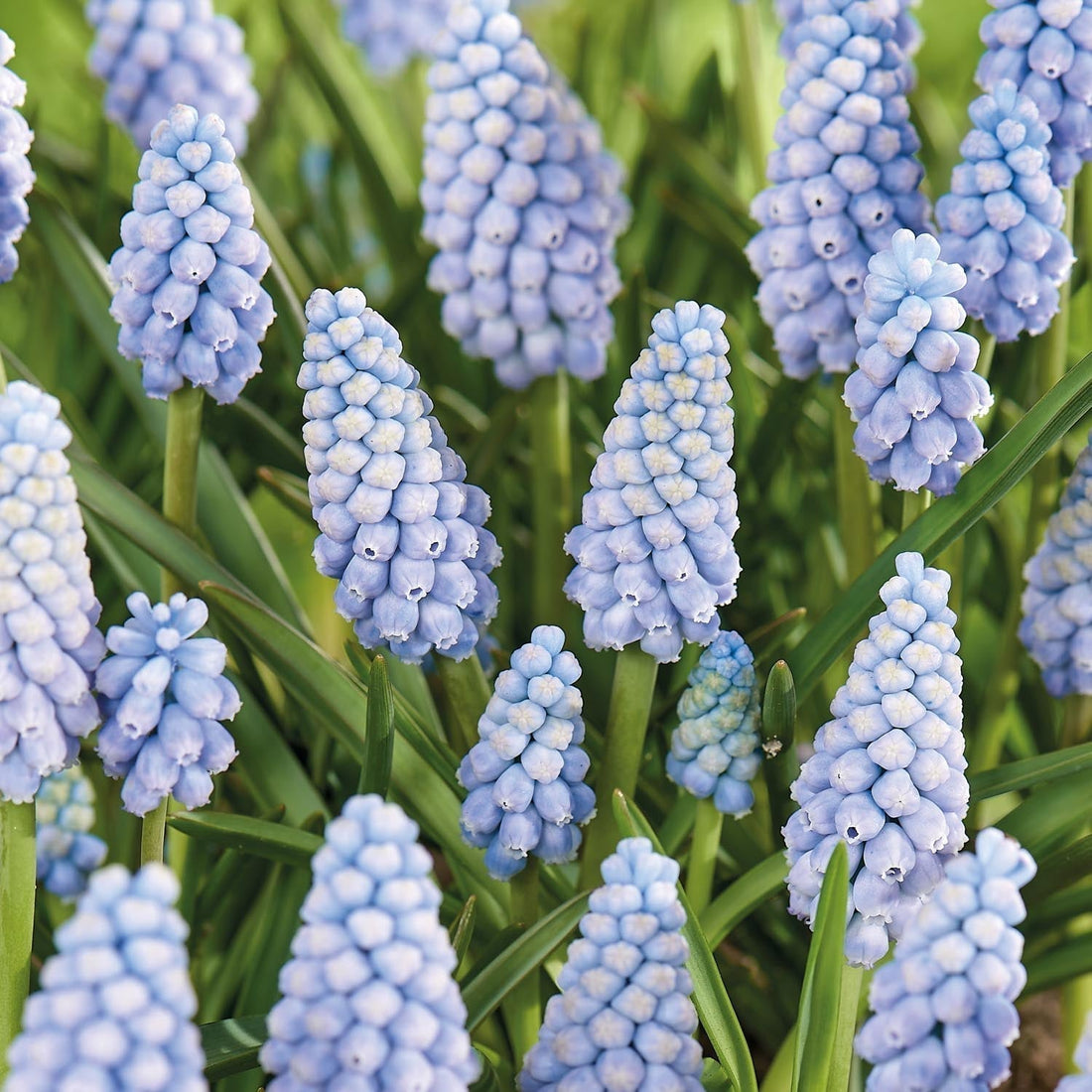 Sipulisekoitus kerrosistutukseen 'Midnight Blue'