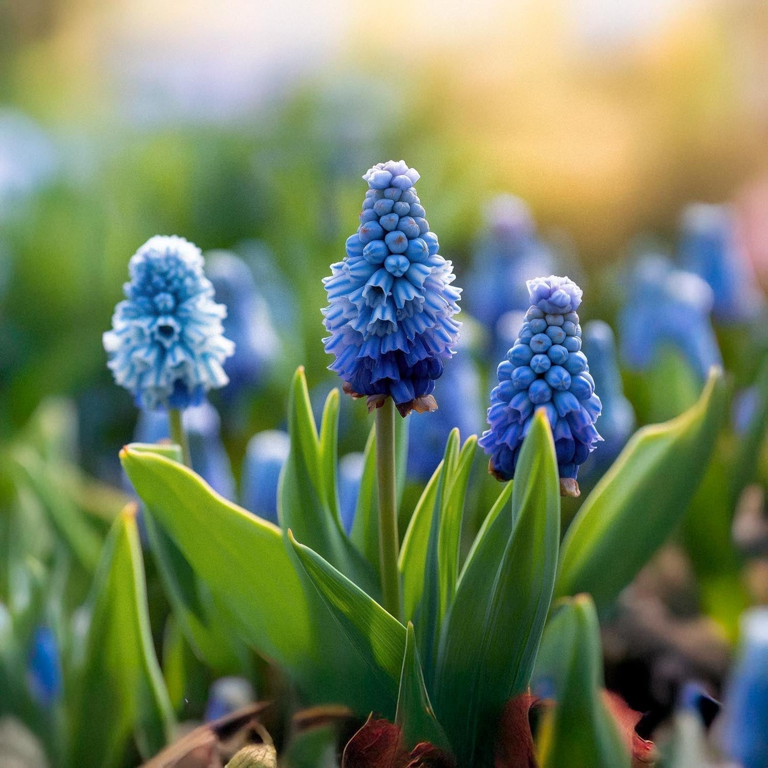 Sipulisekoitus kerrosistutukseen 'Midnight Blue'