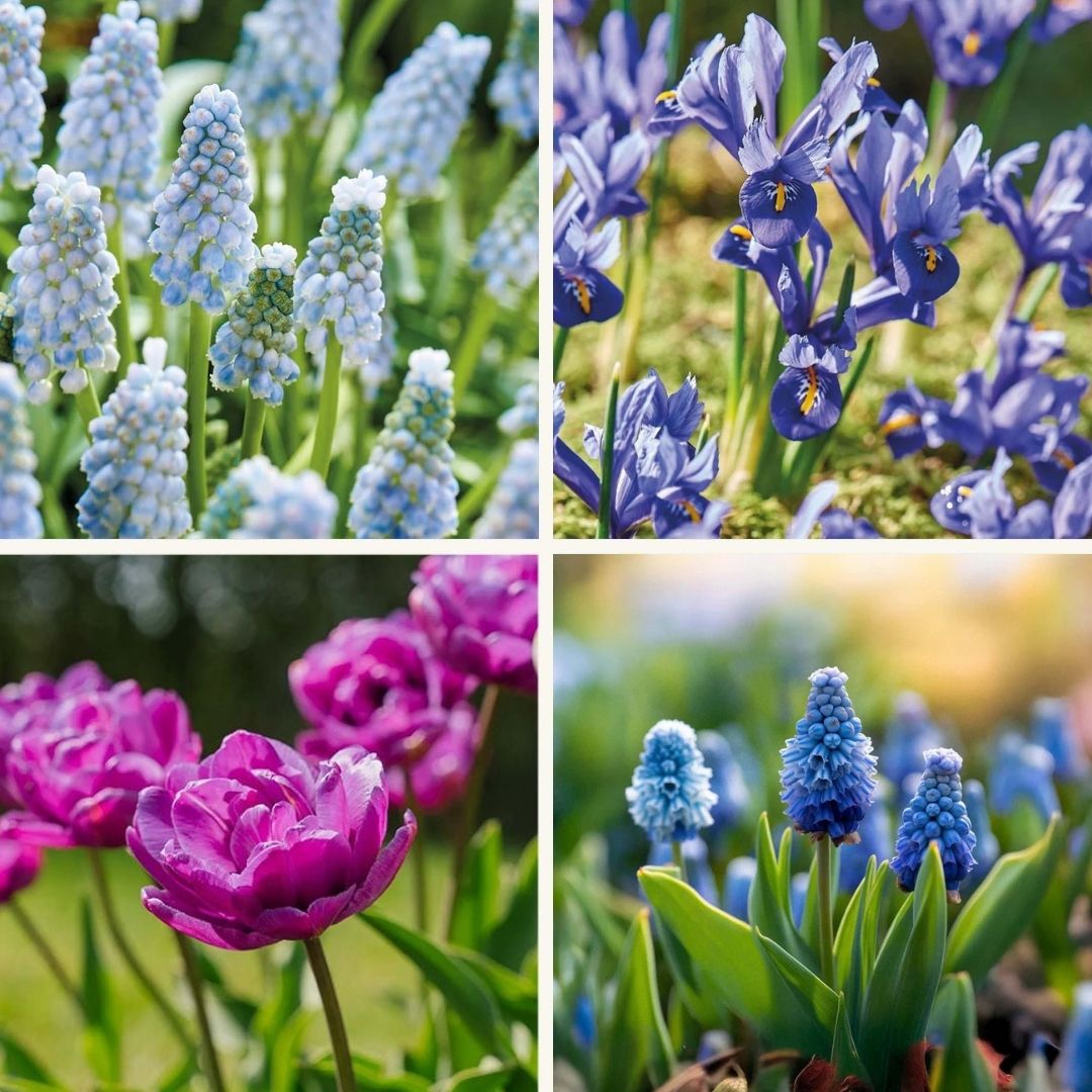 Sipulisekoitus kerrosistutukseen 'Midnight Blue'