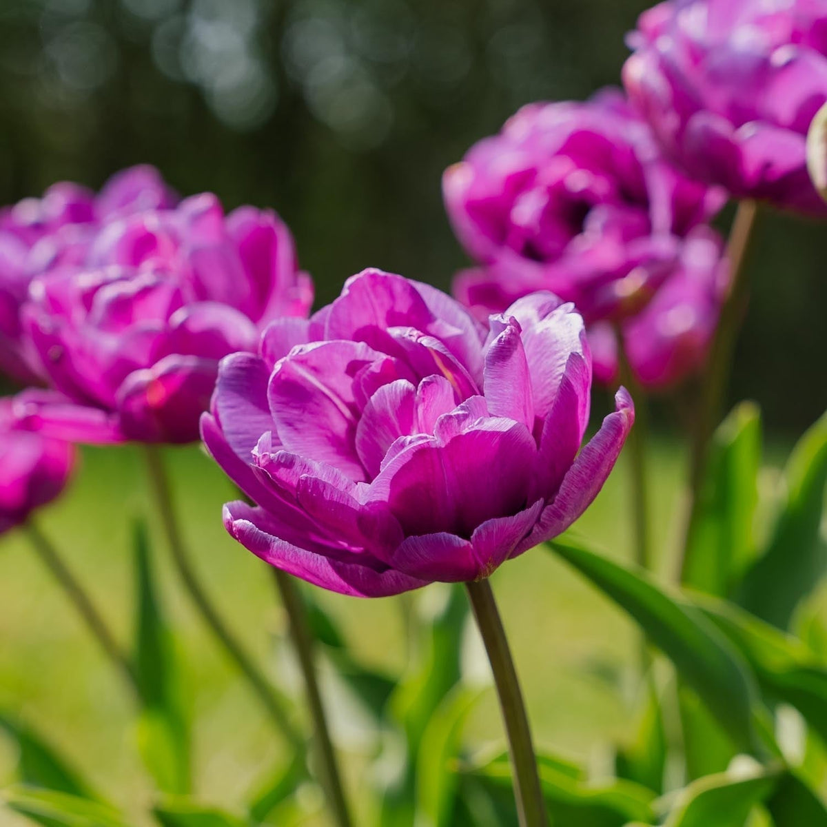 Sipulisekoitus kerrosistutukseen 'Midnight Blue'