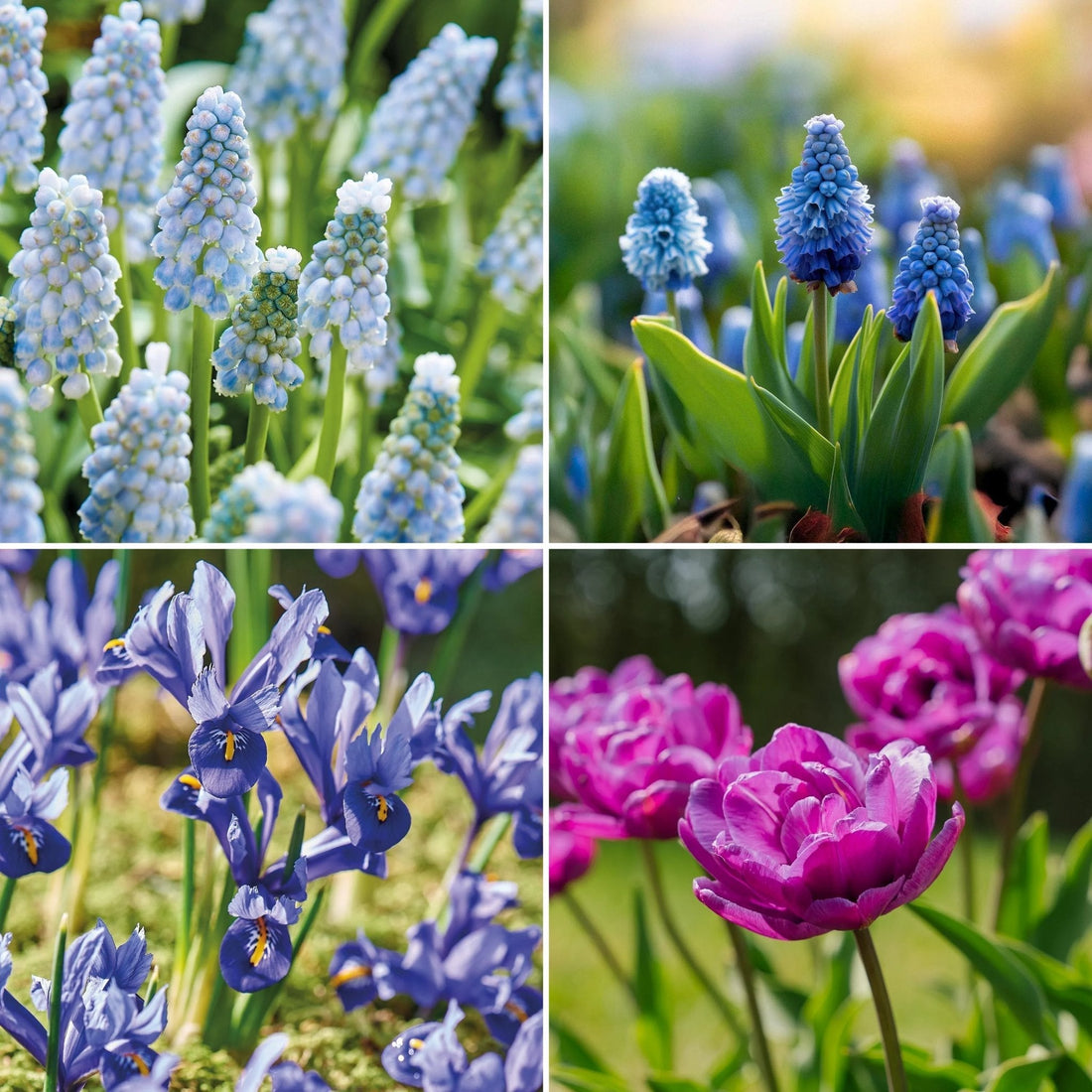 Sipulisekoitus kerrosistutukseen 'Midnight Blue'