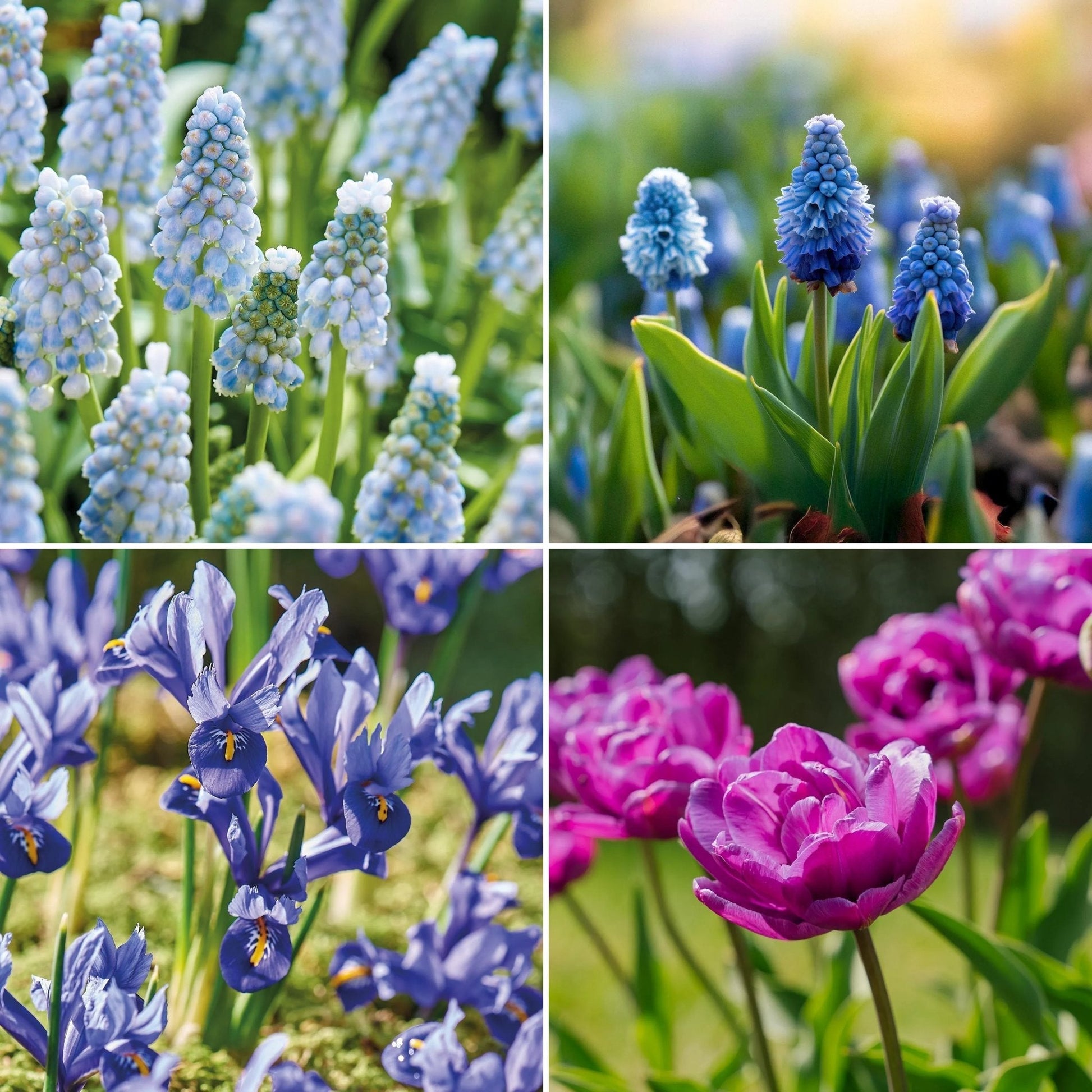 Sipulisekoitus kerrosistutukseen 'Midnight Blue'