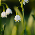 Sipulisekoitus kerrosistutukseen 'Moss Lantern'