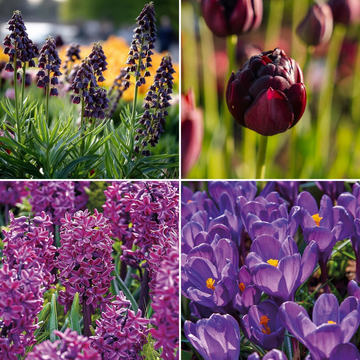 Sipulisekoitus kerrosistutukseen 'Night Queen'