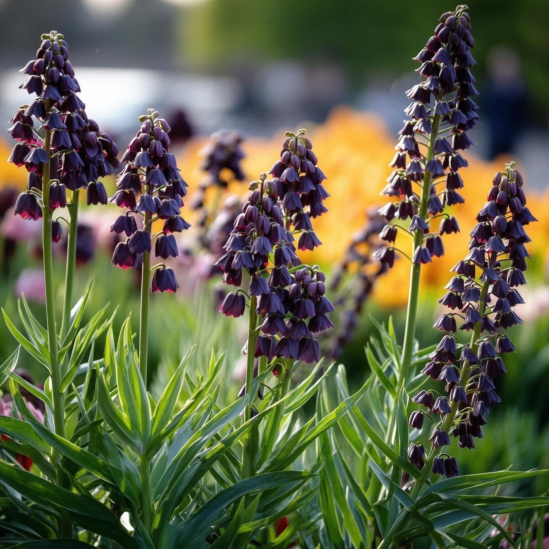 Sipulisekoitus kerrosistutukseen 'Night Queen'