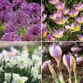 Sipulisekoitus kerrosistutukseen 'Pansy Parlour'