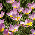 Sipulisekoitus kerrosistutukseen 'Pansy Parlour'