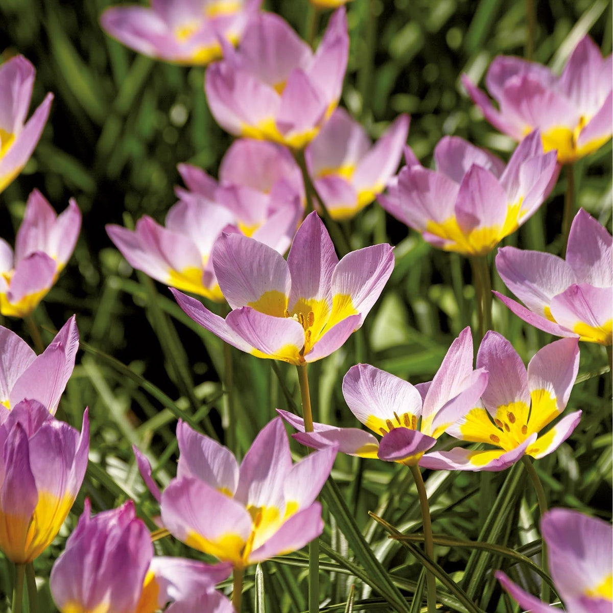 Sipulisekoitus kerrosistutukseen 'Pansy Parlour'