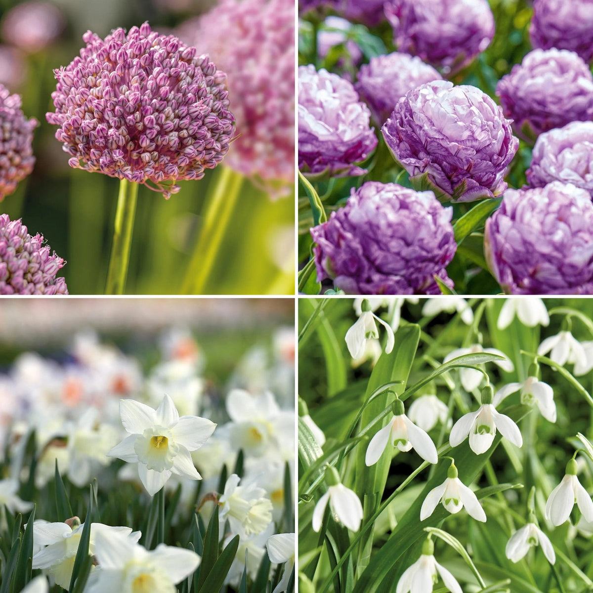 Sipulisekoitus kerrosistutukseen 'Patchwork Quilt'