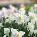 Sipulisekoitus kerrosistutukseen 'Patchwork Quilt'
