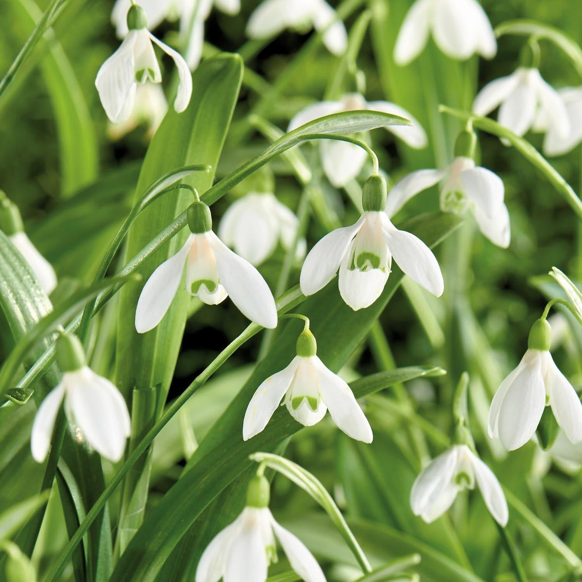 Sipulisekoitus kerrosistutukseen 'Patchwork Quilt'
