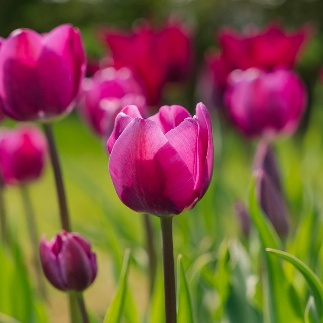 Sipulisekoitus kerrosistutukseen 'Purple Dreams'