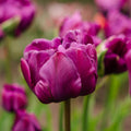 Sipulisekoitus kerrosistutukseen 'Purple Dreams'