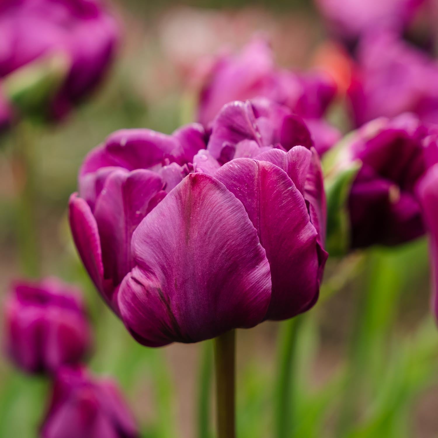 Sipulisekoitus kerrosistutukseen 'Purple Dreams'