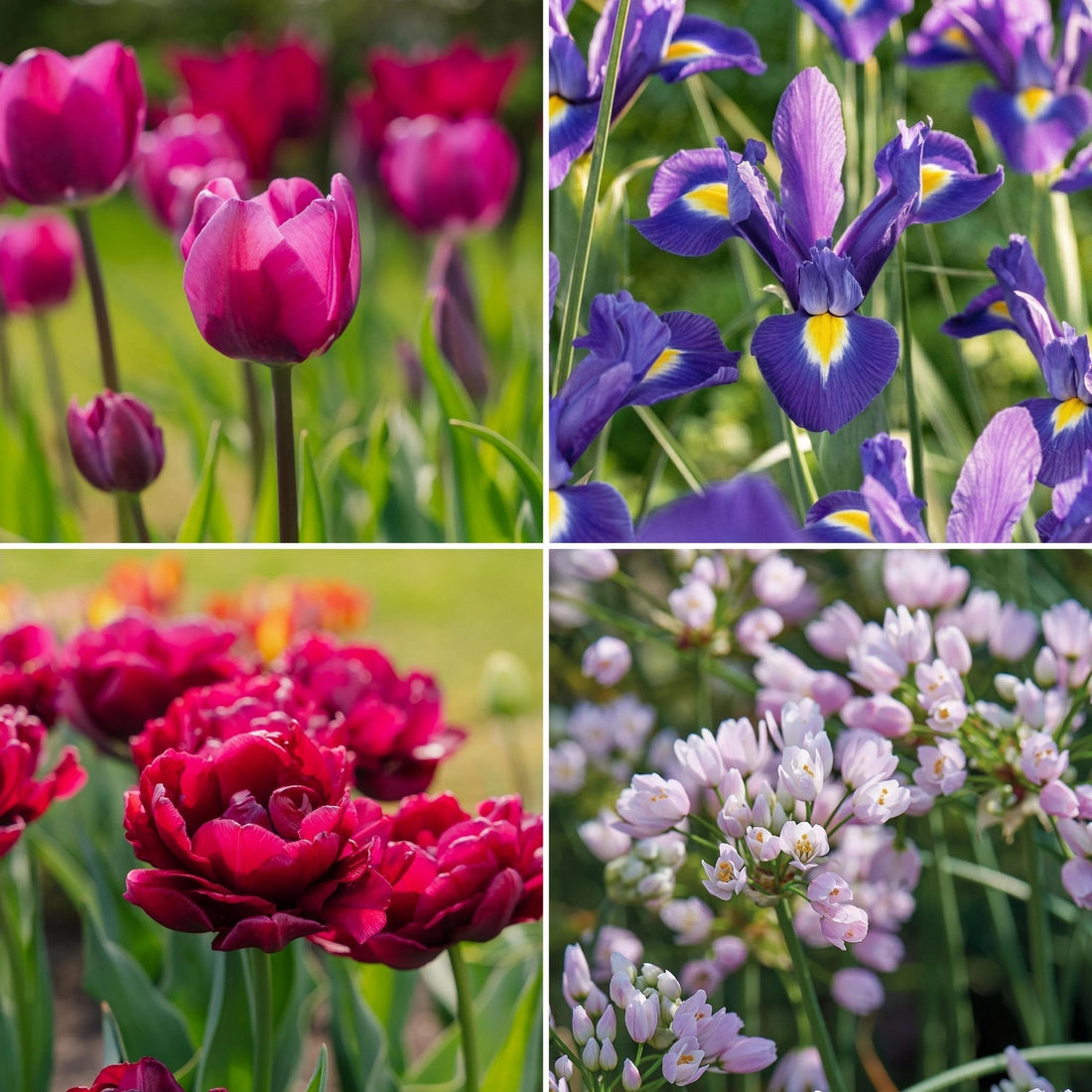 Sipulisekoitus kerrosistutukseen 'Purple Dreams'