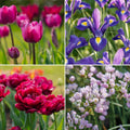 Sipulisekoitus kerrosistutukseen 'Purple Dreams'