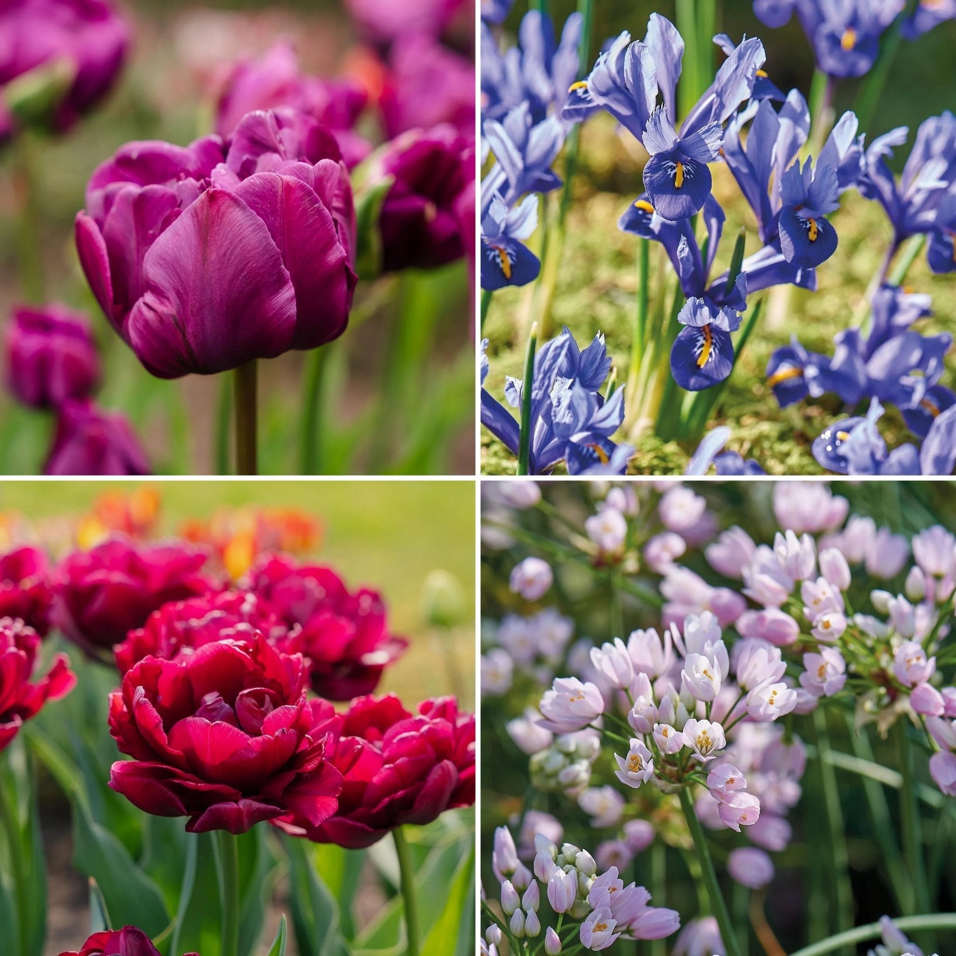 Sipulisekoitus kerrosistutukseen 'Purple Dreams'