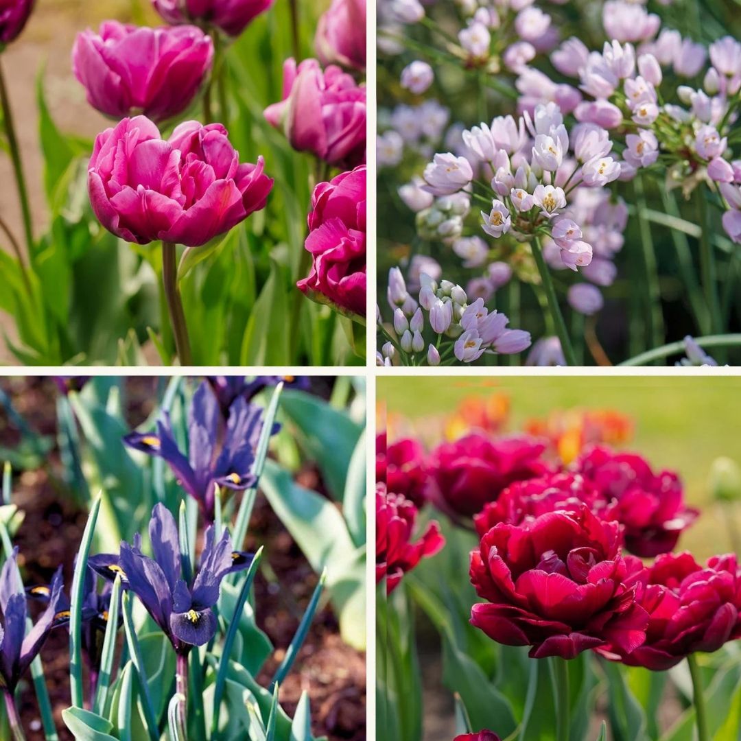 Sipulisekoitus kerrosistutukseen 'Purple Dreams'