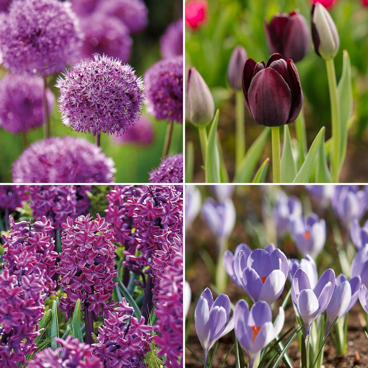 Sipulisekoitus kerrosistutukseen 'Purple Sensation'