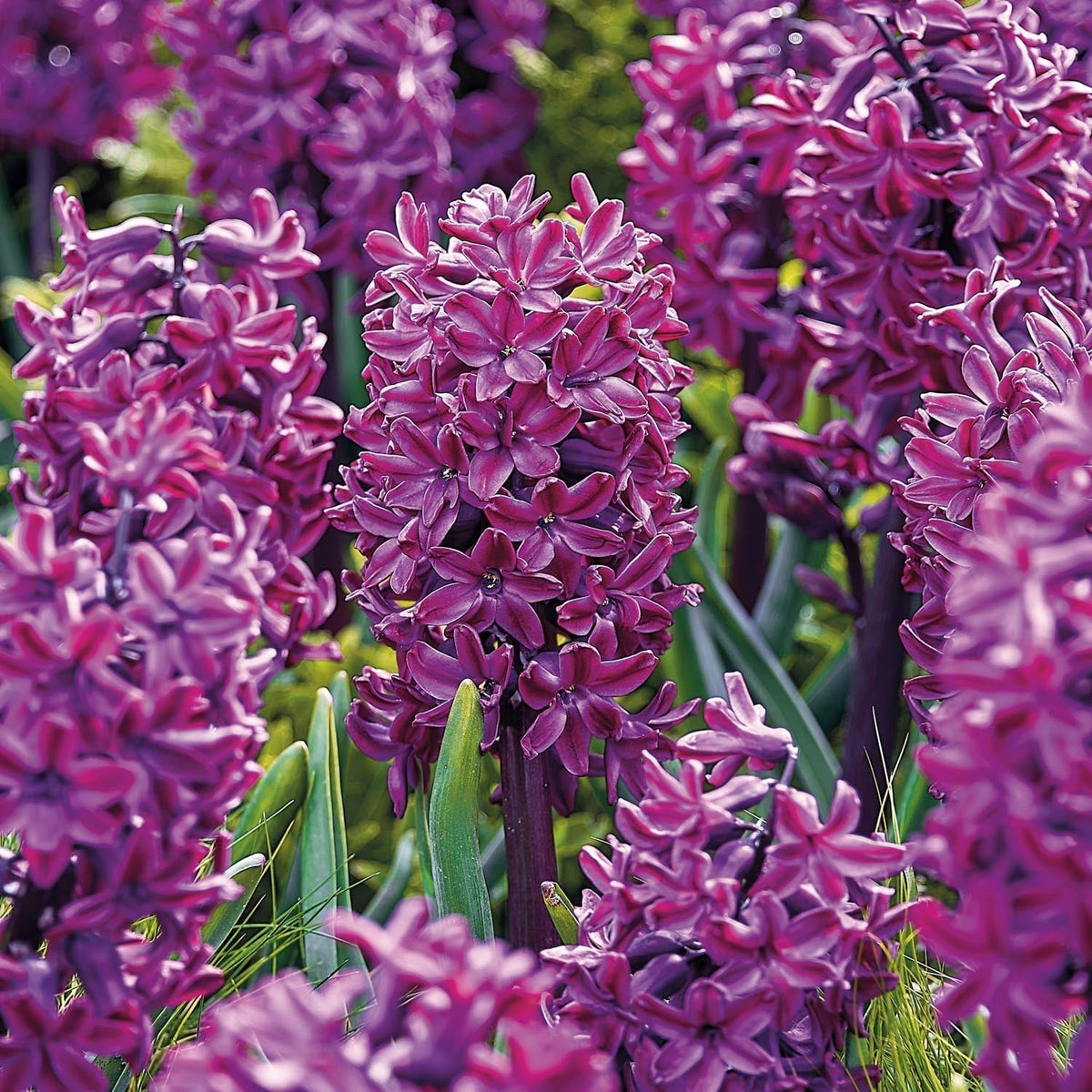 Sipulisekoitus kerrosistutukseen 'Purple Sensation'