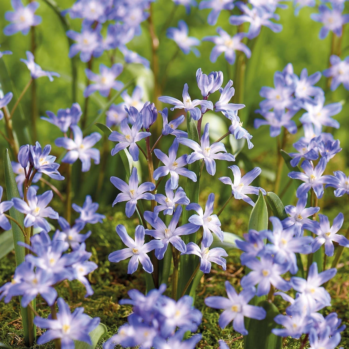 Sipulisekoitus kerrosistutukseen 'Royal Heather'