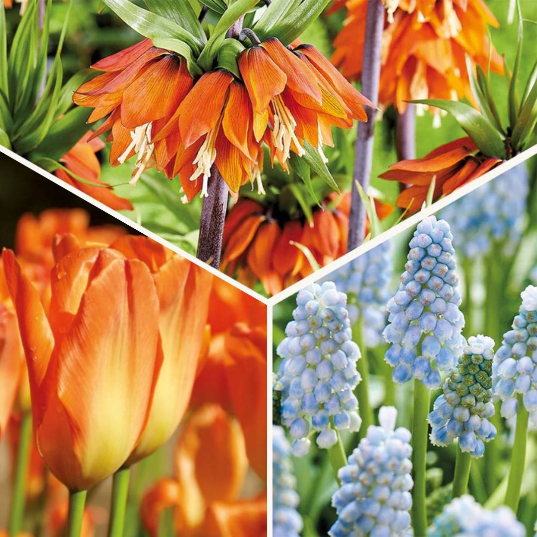 Sipulisekoitus kerrosistutukseen 'Sinivihreä ja oranssi'