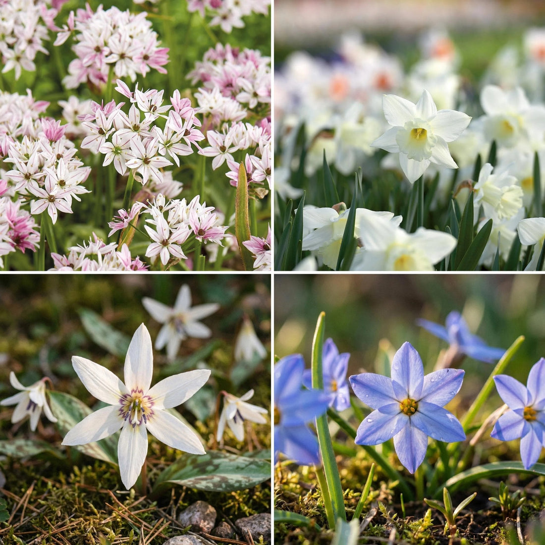 Sipulisekoitus kerrosistutukseen 'Snowy Breeze'