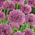 Sipulisekoitus kerrosistutukseen 'Spring Sorbet'