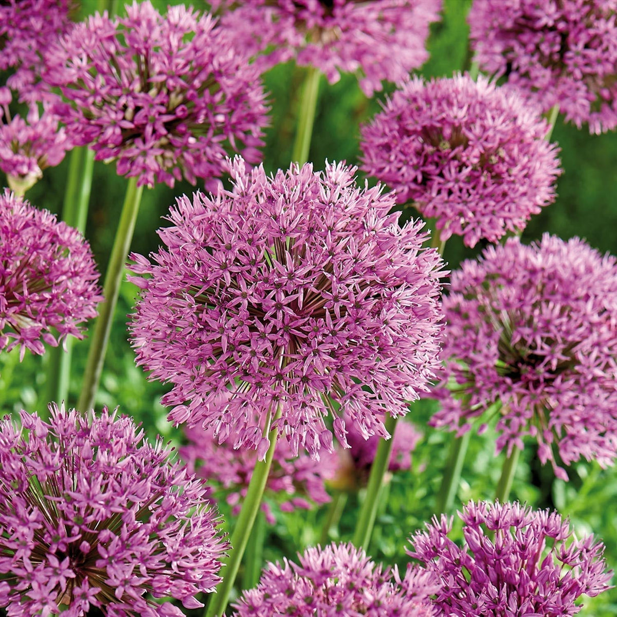 Sipulisekoitus kerrosistutukseen 'Spring Sorbet'