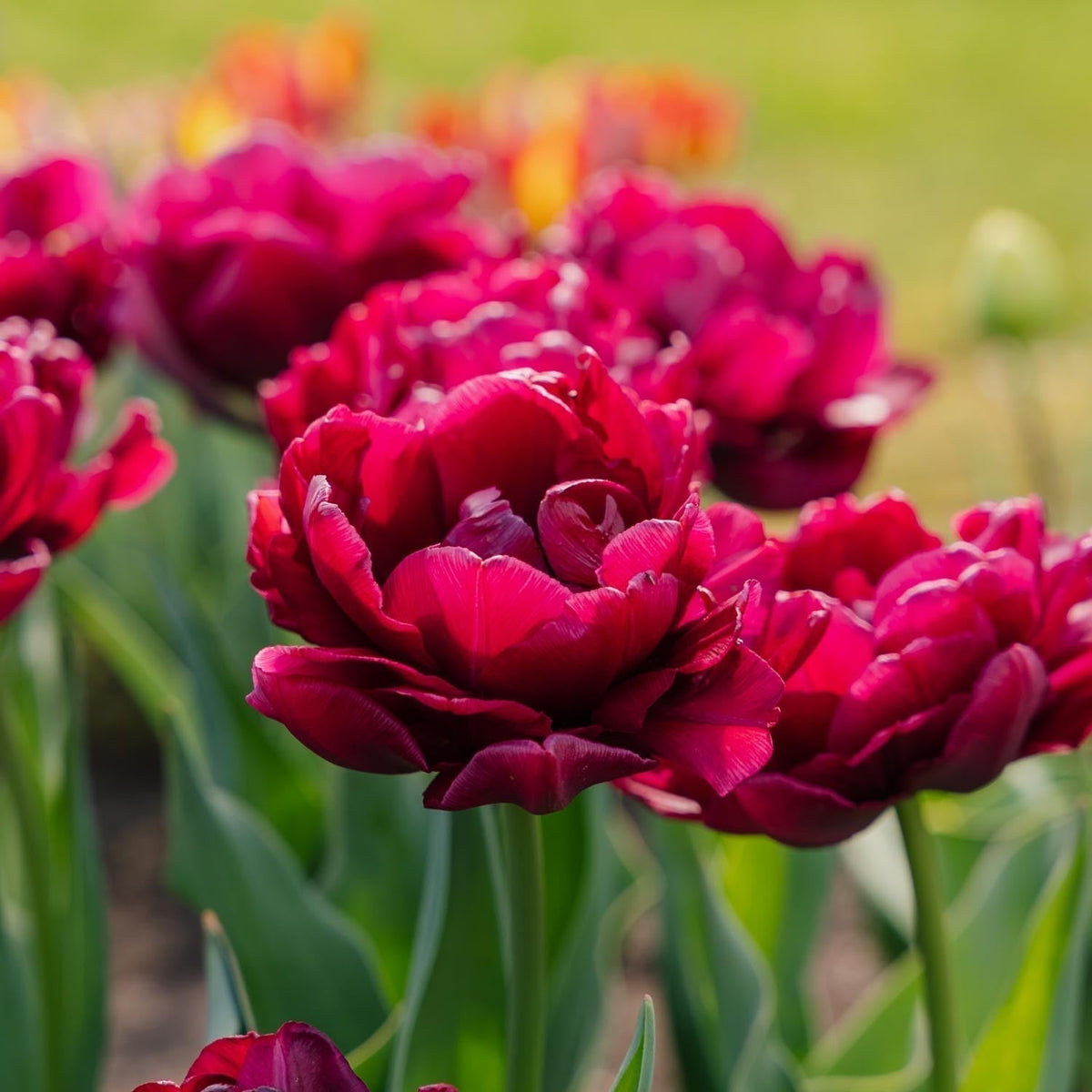 Sipulisekoitus kerrosistutukseen 'Spring Sorbet'