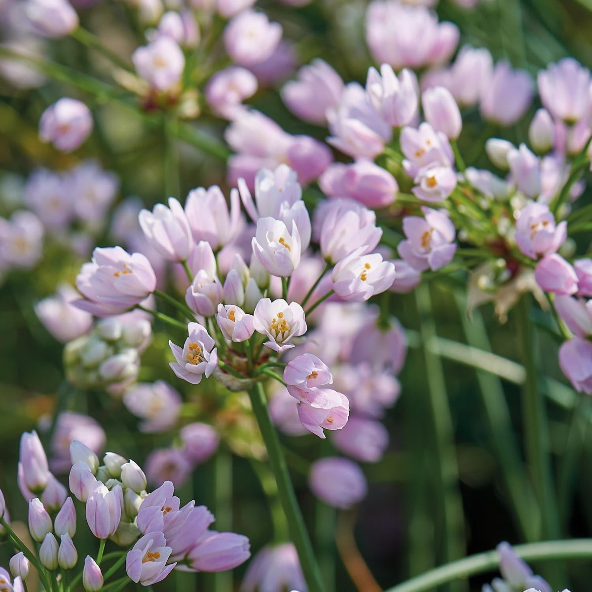 Sipulisekoitus kerrosistutukseen 'Spring Sorbet'