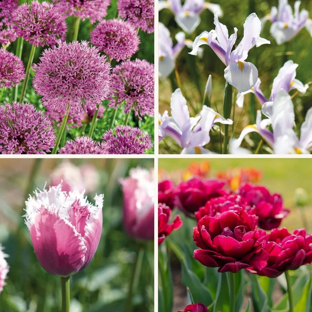 Sipulisekoitus kerrosistutukseen 'Spring Sorbet'