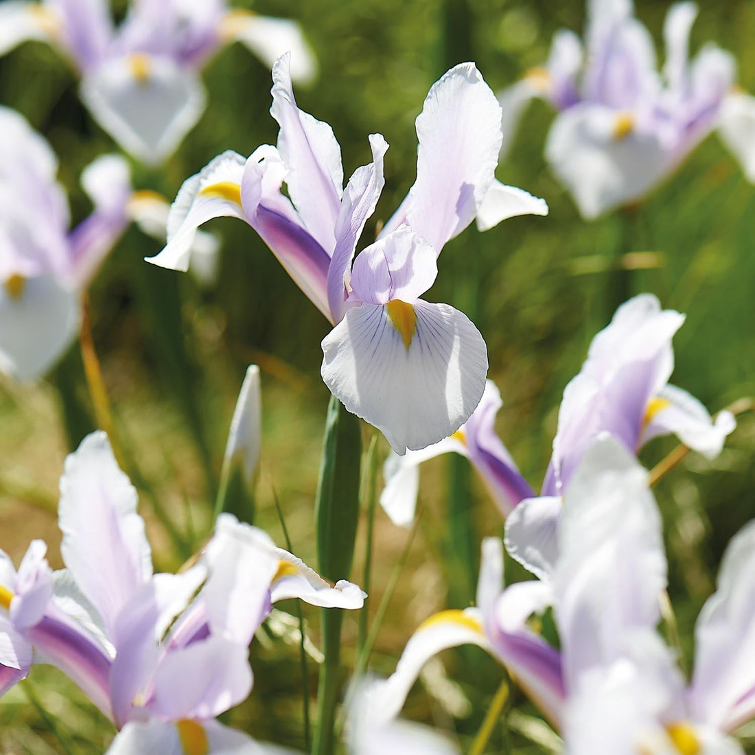 Sipulisekoitus kerrosistutukseen 'Spring Sorbet'