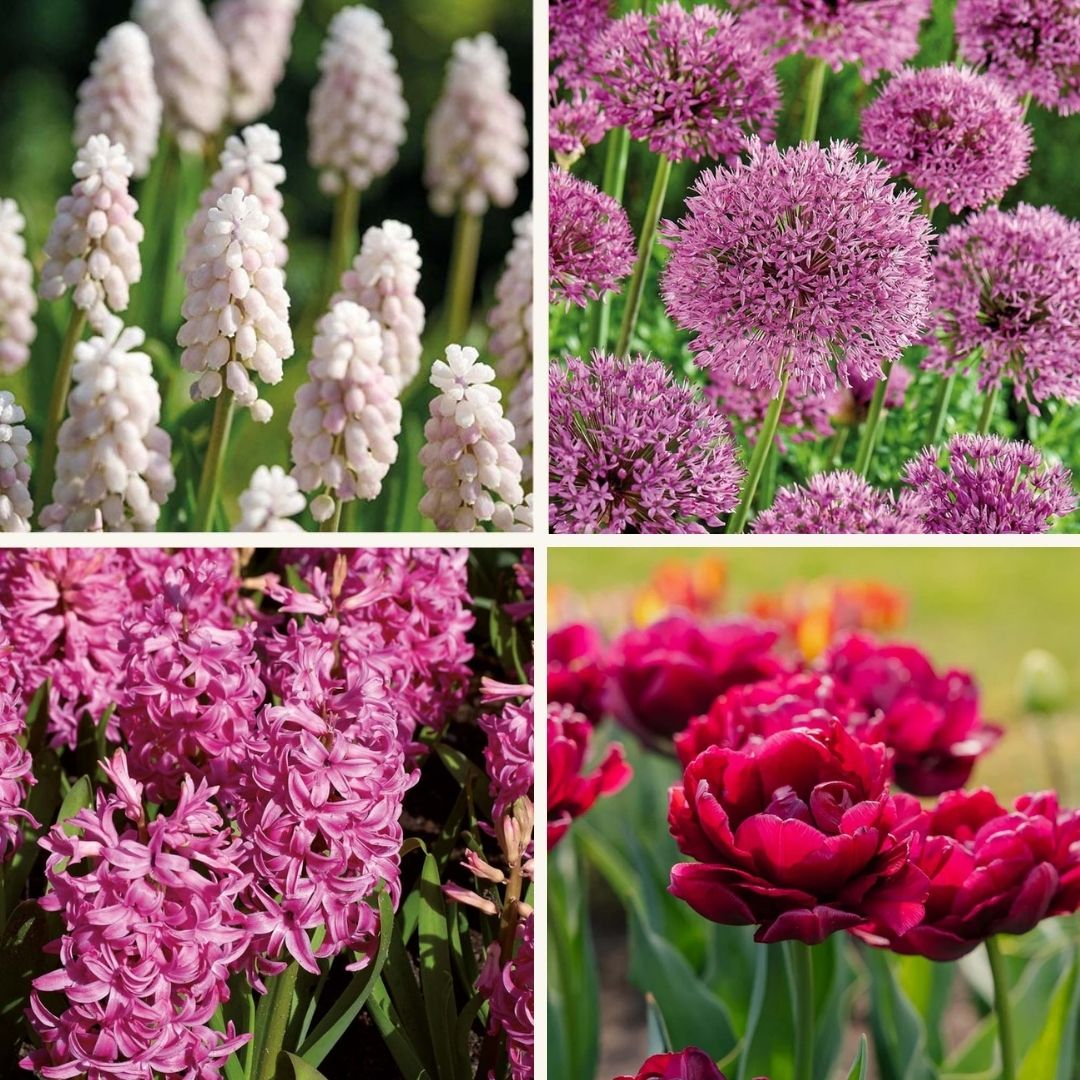 Sipulisekoitus kerrosistutukseen 'Spring Sorbet'