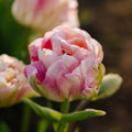 Sipulisekoitus kerrosistutukseen 'Spring Sorbet'