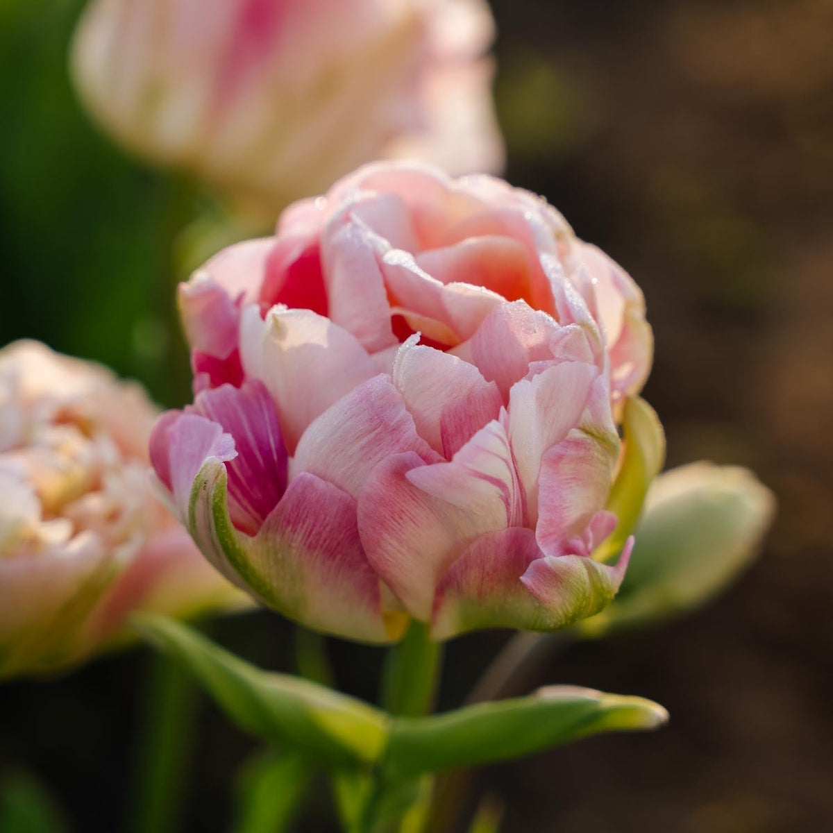 Sipulisekoitus kerrosistutukseen 'Spring Sorbet'