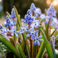 Sipulisekoitus kerrosistutukseen 'Sunrise Petals'