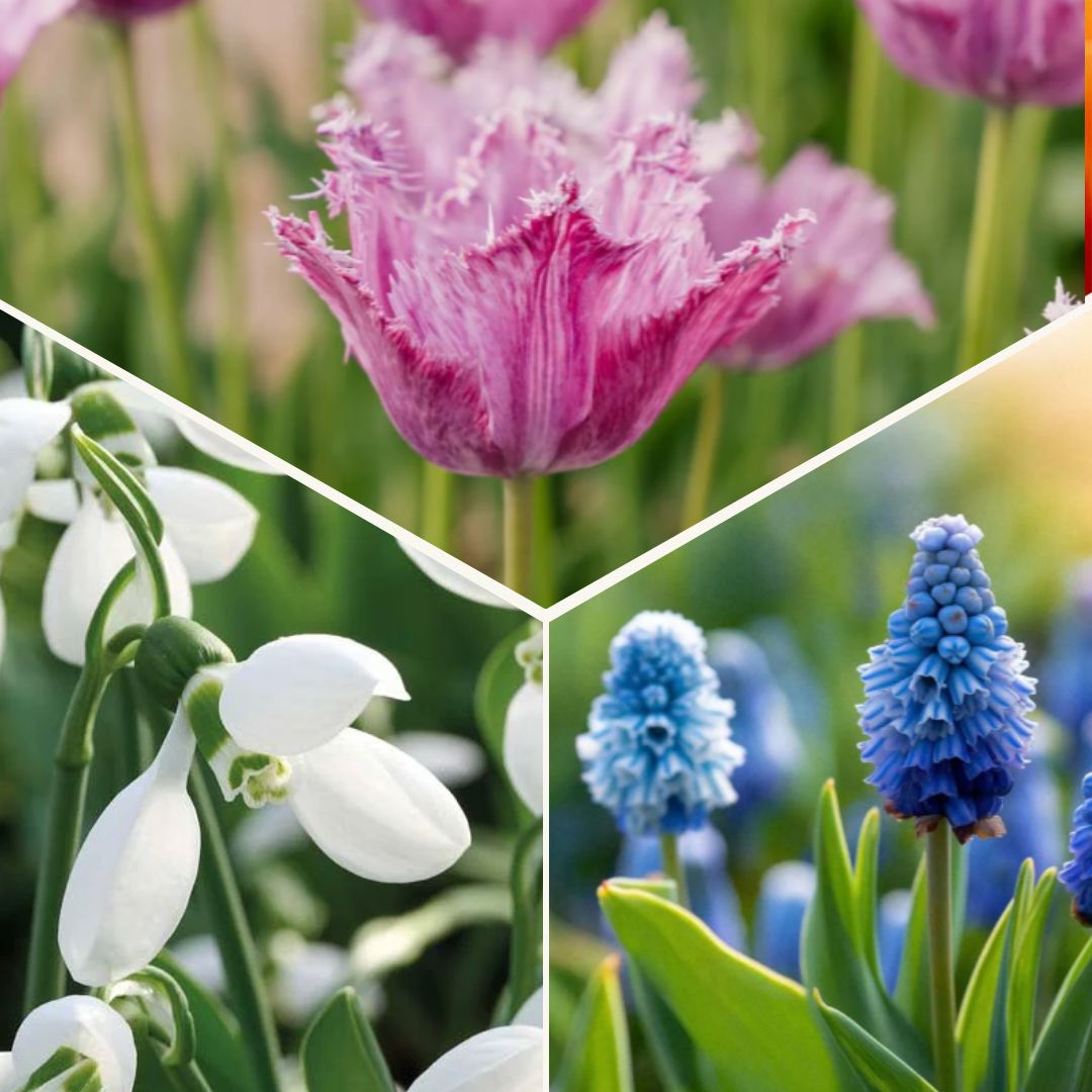 Sipulisekoitus kerrosistutukseen 'Sunset Punch'