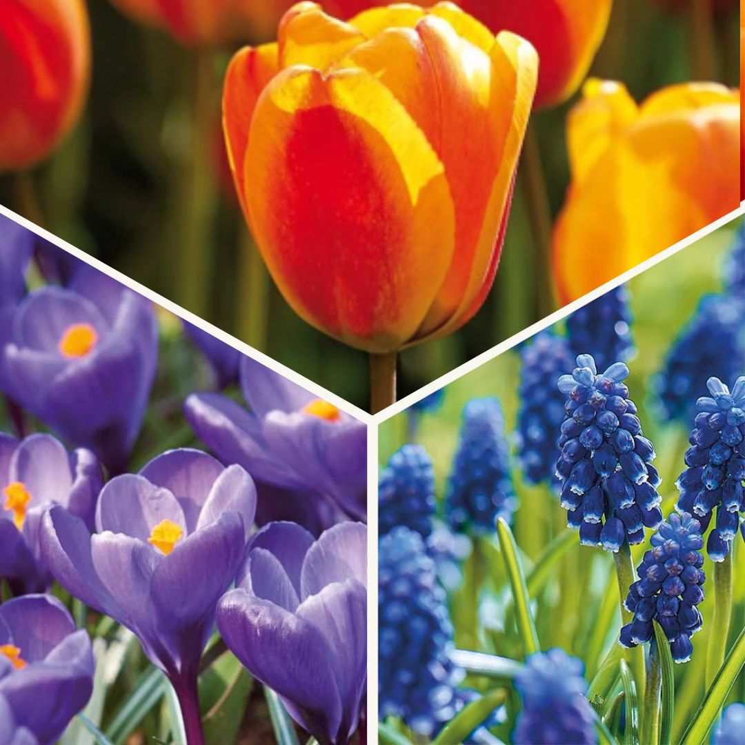 Sipulisekoitus kerrosistutukseen 'Sunset Punch'