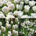 Sipulisekoitus kerrosistutukseen 'Swan Lake'