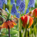 Sipulisekoitus kerrosistutukseen 'Teal and orange'
