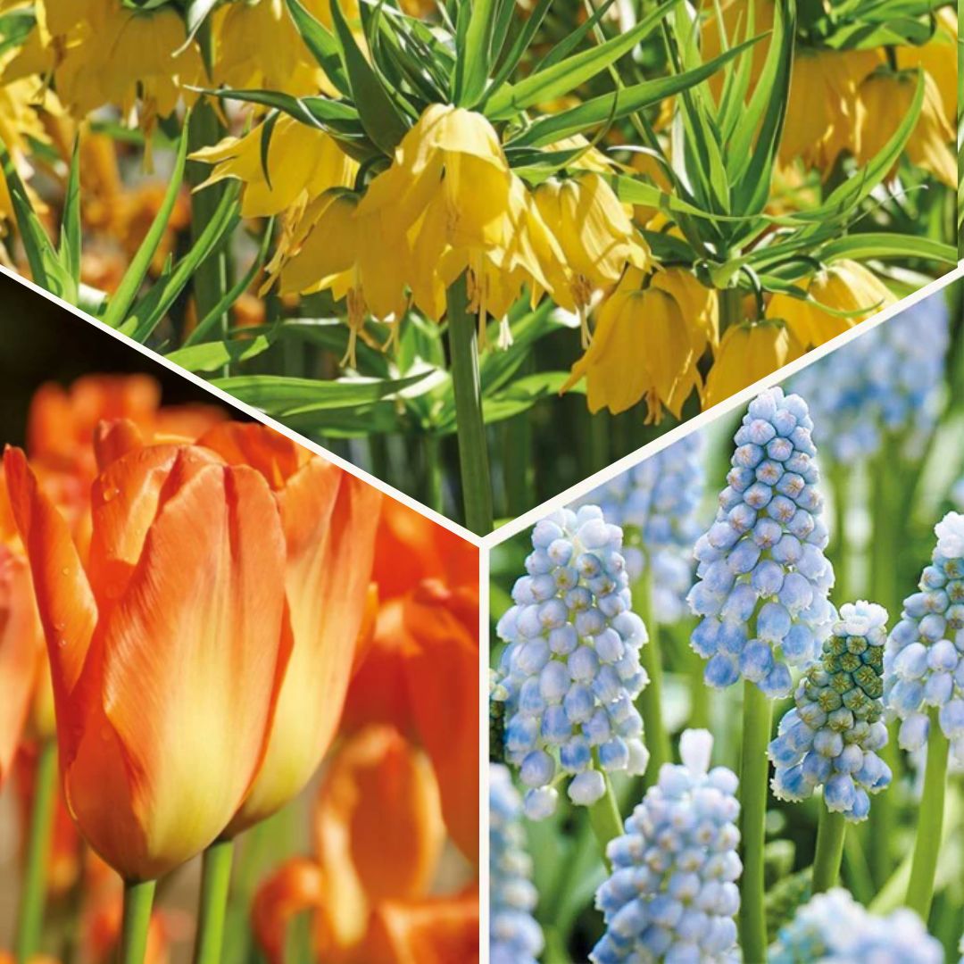 Sipulisekoitus kerrosistutukseen 'Teal and orange'