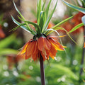 Sipulisekoitus kerrosistutukseen 'Teal and orange'