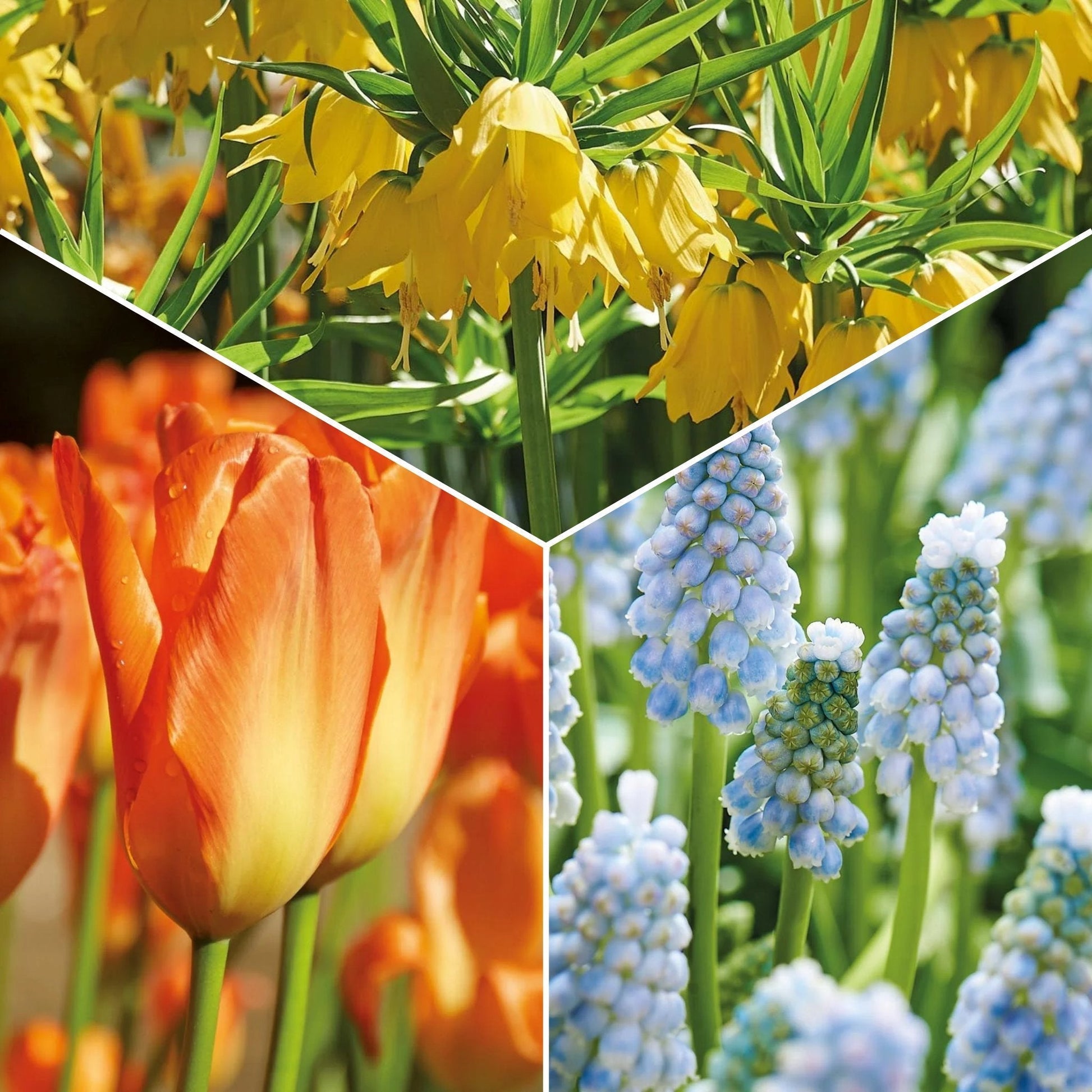 Sipulisekoitus kerrosistutukseen 'Teal and orange'