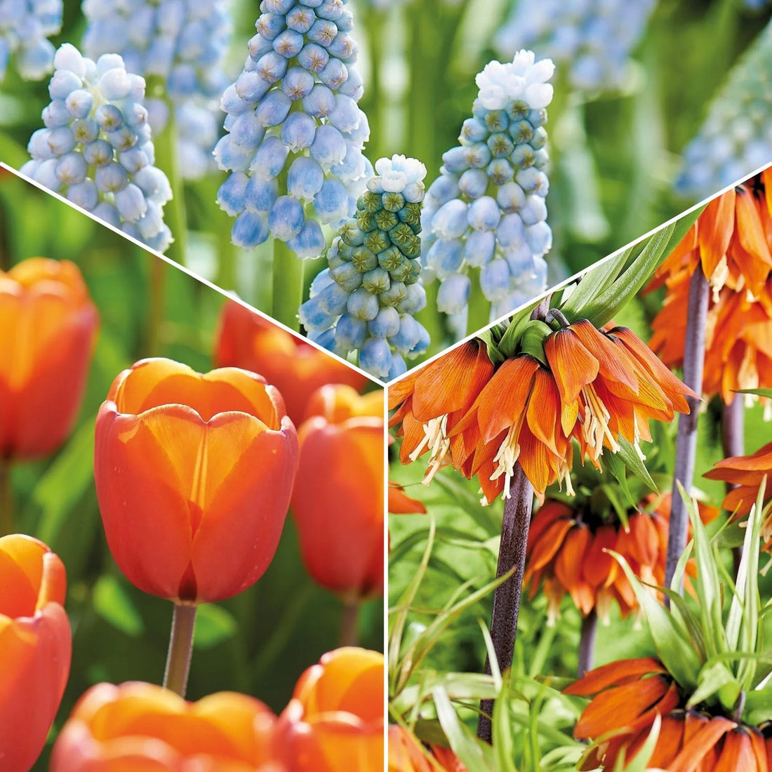 Sipulisekoitus kerrosistutukseen 'Teal and orange'
